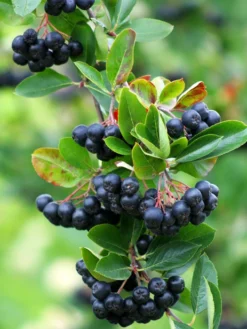 Aronia Melanocarpa 'Viking', Apfelbeere