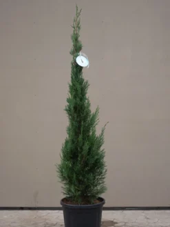 Cupressocyparis Leyl. Pyramidalis 'Eisspitze'®, Toscana-Zypresse -Juliana Verkäufe Eisspitze allgemein 1280x1280