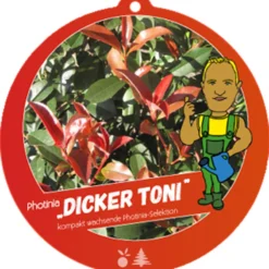 Photinia Fraseri 'Dicker Toni', Kompakte Glanzmispel