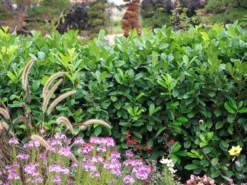 Prunus Laurocerasus 'Rotundifolia', Kirschlorbeer -Juliana Verkäufe Kirschlorbeer rotundifolia 1280x1280