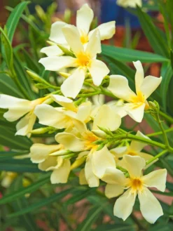 Nerium Oleander, Oleander