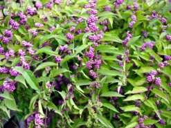 Titelseite -Juliana Verkäufe Schoenfrucht profusion 1280x1280