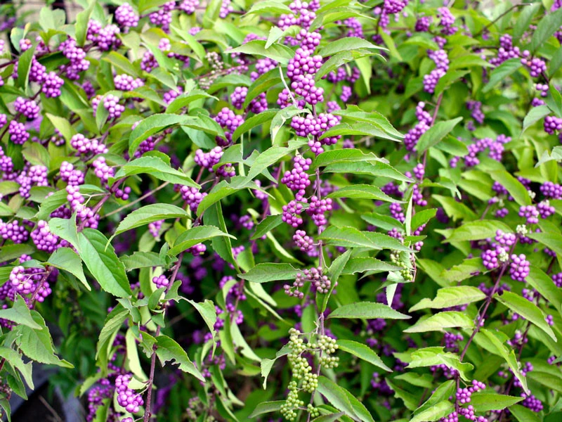 Callicarpa Bodinieri 'Profusion', Liebesperlenstrauch 2 Callicarpa Bodinieri 'Profusion', Liebesperlenstrauch – Bild 2