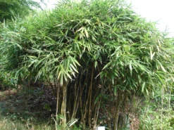 Pseudosasa Japonica, Pfeil-Bambus -Juliana Verkäufe Strauch Pfeil Bambus 1280x1280