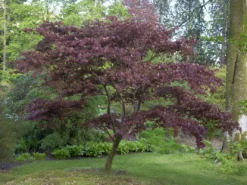 Acer Palmatum 'Atropurpureum', Rotblättriger Fächerahorn 8 Acer Palmatum 'Atropurpureum', Rotblättriger Fächerahorn -Juliana Verkäufe acer atropurpureum 3 1280x1280