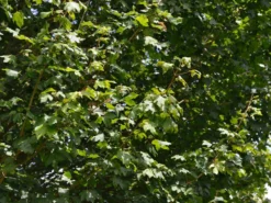 Acer Campestre 'Elsrijk', Kegel-Feldahorn - Hochstamm -Juliana Verkäufe acer campestre elsrijk 1280x1280