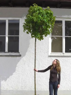 Acer Platanoides Globosum, Kugelahorn - Hochstamm -Juliana Verkäufe acer globosum hochstamm 1280x1280