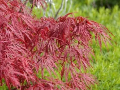 Acer Palmatum 'Dissectum Garnet', Rotblättriger Schlitzahorn -Juliana Verkäufe acer palmatum garnet 1280x1280