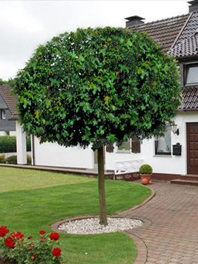 Acer Campestre 'Nanum', Kugel-Feldahorn - Hochstamm 2 Acer Campestre 'Nanum', Kugel-Feldahorn - Hochstamm – Bild 2