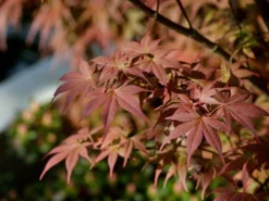 Acer Palmatum 'Bloodgood', Dunkelroter Fächerahorn -Juliana Verkäufe ahorn bloodgood herbst 1280x1280