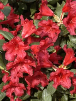 Rhododendron Repens 'Baden-Baden'