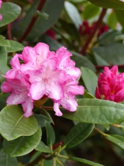 Rhododendron Yakushimanum 'Blurettia'