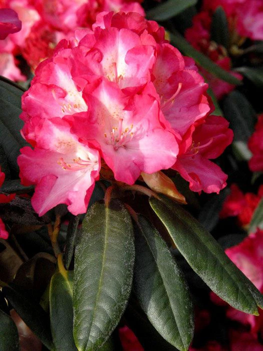 Rhododendron Yakushimanum 'Fantastica' 1 Rhododendron Yakushimanum 'Fantastica'