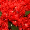 Rhododendron 'Rabatz'