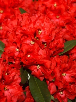 Rhododendron 'Rabatz'