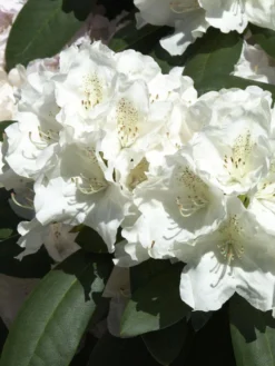 Rhododendron Yak. 'Schneekrone' INKARHO®