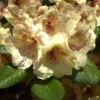 Rhododendron 'Viscy'