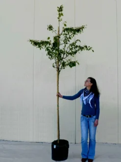 Amelanchier Lamarckii, Felsenbirne - Hochstamm -Juliana Verkäufe amelanchier lamarckii 1280x1280