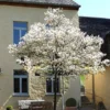 Amelanchier Lamarckii, Felsenbirne - Hochstamm