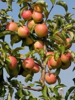 Duo-Apfelbaum - Topaz Und Pinova -Juliana Verkäufe apfel pinova55599c52c5ff9 1280x1280