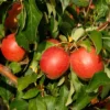 Apfel Rewena (S)