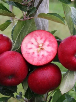 Apfel Rosette -Juliana Verkäufe apfel rotes fruchtfleisch 1280x1280