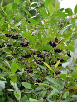 Aronia Melanocarpa, Wilde Apfelbeere