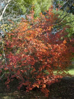 Aronia Melanocarpa, Wilde Apfelbeere -Juliana Verkäufe aronia melanocarpa herbst 1280x1280