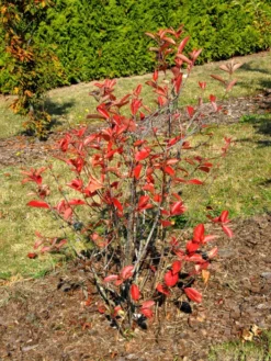 Aronia Melanocarpa 'Viking', Apfelbeere -Juliana Verkäufe aronia viking 1280x1280