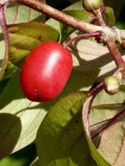 Cornus Officinalis, Japanischer Arzneihartriegel