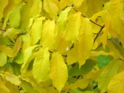 Indianerbanane (PauPau, PawPaw) 7 Indianerbanane (PauPau, PawPaw) -Juliana Verkäufe asimina triloba herbst 1280x1280