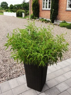 Fargesia Murielae 'Bambi', Kleiner Schirmbambus -Juliana Verkäufe bambus bambi 1280x1280