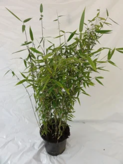 Fargesia Murielae 'Tiny', Schirmbambus -Juliana Verkäufe bambus tiny pflanze 1280x1280