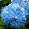 Hydrangea Macrophylla 'Endless Summer Blau'®