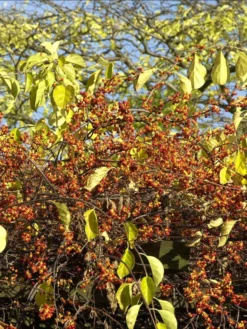 Celastrus Orbiculatus, Baumwürger -Juliana Verkäufe baumwuerger frucht 1280x1280
