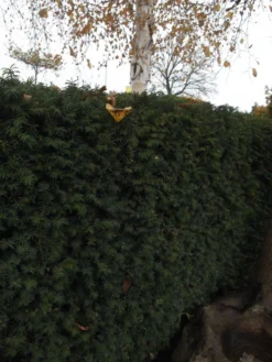 Taxus Media 'Hillii', Männliche Becher-Eibe -Juliana Verkäufe becher eibe hillii55599f2c2f21b 1280x1280