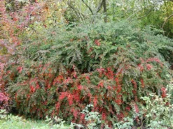 Berberis Verruculosa, Warzenberberitze -Juliana Verkäufe berberis verruculosa 1280x1280