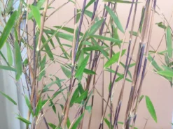 Fargesia Nitida 'Black Pearl' - Glänzender Schirm-Bambus