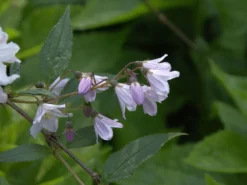 Deutzia Rosea, Niedriger Maiblumenstrauch -Juliana Verkäufe blatt bluete niederer stern 1280x1280