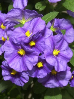 Solanum Rantonnetii, Solanum, Enzianstrauch -Juliana Verkäufe blaues solanum5559947adfb1b 1280x1280