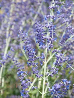 Perovskia Abrotanoides, Blauraute, Silberstrauch