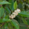 Prunus Lusitanica 'Angustifolia', Portugiesischer Kirschlorbeer