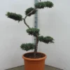 Juniperus Squamata 'Blue Carpet' Bonsai-Form, XXL-Produkt