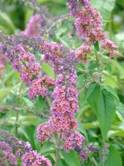 Buddleja Davidii 'Bicolor' (syn. Flower Power), Sommerflieder -Juliana Verkäufe buddleja flower power 1280x1280