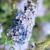Buddleja Buzz-Hybride 'Sky Blue', Zwerg-Sommerflieder