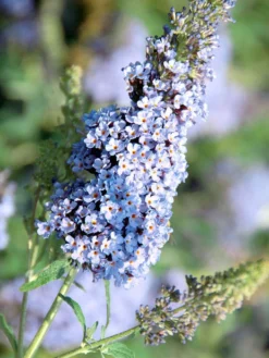 Buddleja Buzz-Hybride 'Sky Blue', Zwerg-Sommerflieder