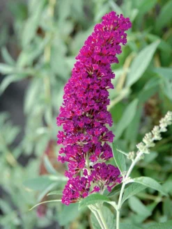 Titelseite 38 Buddleja Buzz-Hybride 'Velvet', Zwerg-Sommerflieder