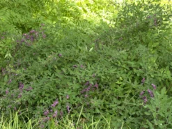 Lespedeza Thunbergii, Thunbergs Buschklee -Juliana Verkäufe buschklee wuchs 1280x1280