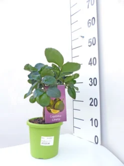 Limettenbaum 'Caipirinha-Limette' - Lime Time® 7 Limettenbaum 'Caipirinha-Limette' - Lime Time® -Juliana Verkäufe caipirinha limette klein 1 1280x1280