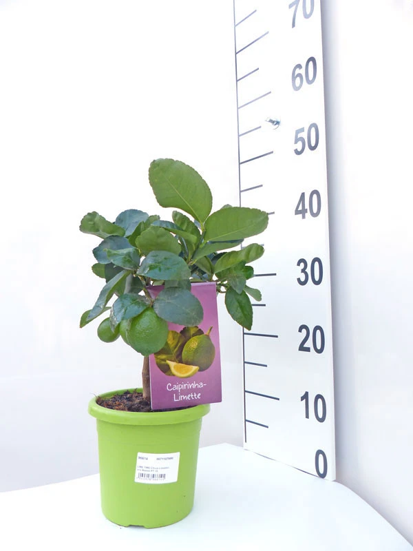 Limettenbaum 'Caipirinha-Limette' - Lime Time® 3 Limettenbaum 'Caipirinha-Limette' - Lime Time® – Bild 3